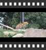 ../pictures/Akron Zoo/DSCF5049_1_small_icon.jpg